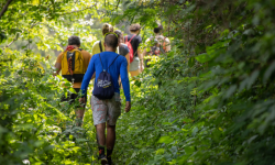 people walking in a woodland